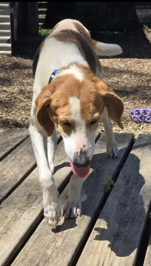 Liberty: Not At The Shelter photo 2