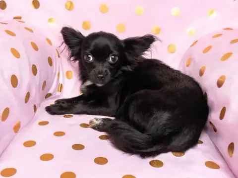Pixie