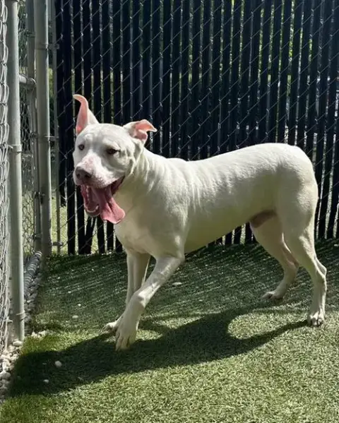 Milo