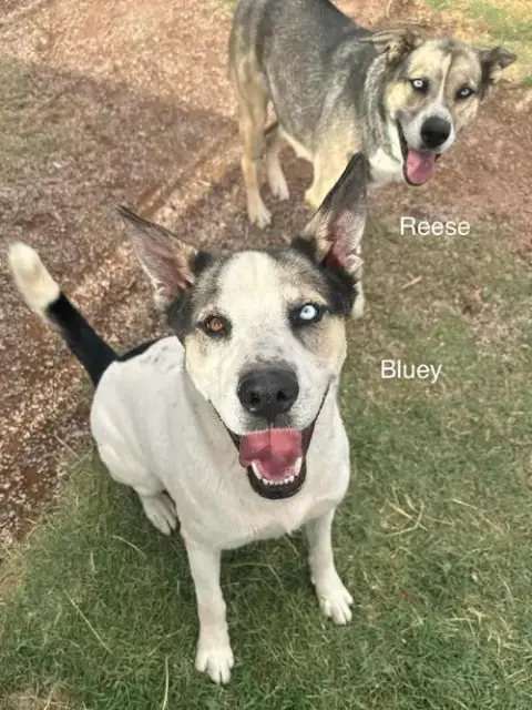 Bluey photo 2