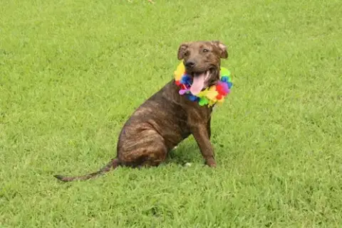 Missy