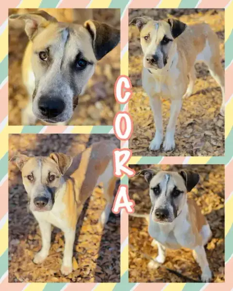 Courtesy Post..Cora