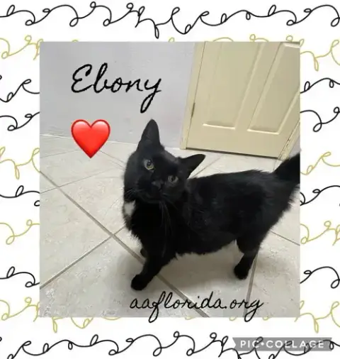 Ebony *Cyd photo 3