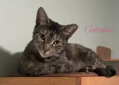 Catrina