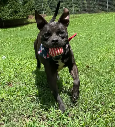 Dexter photo 5