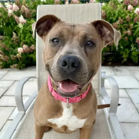 Gigi