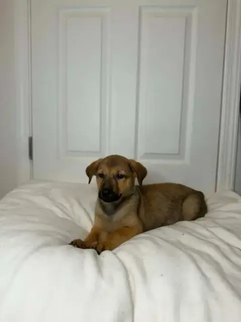 Nala photo 4