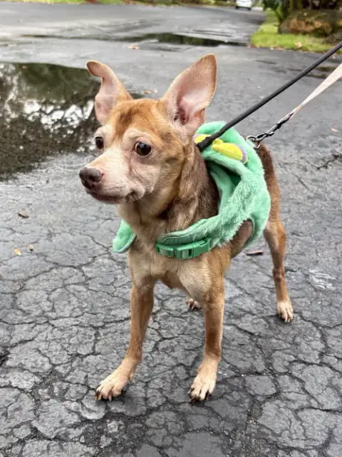 Frankie photo 3