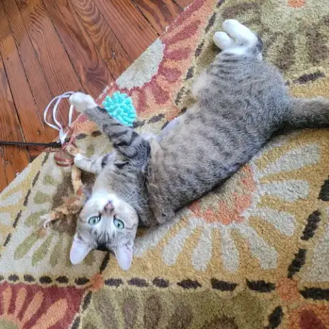 Juno photo 4
