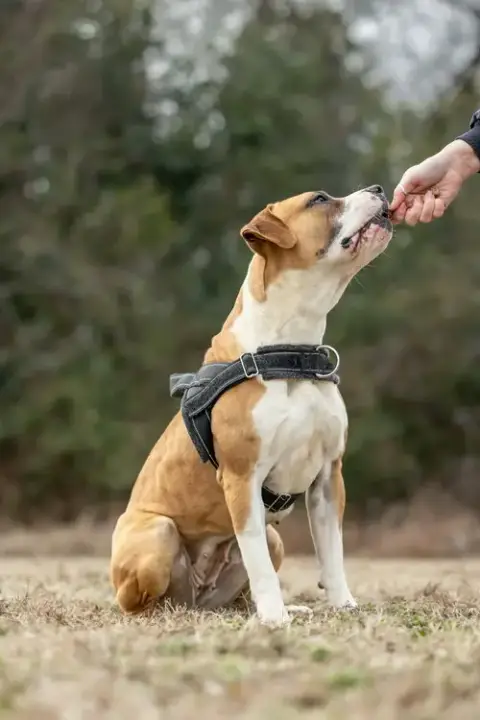 Winnie Boxer photo 2