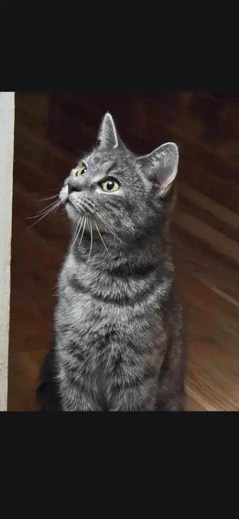 Noodles