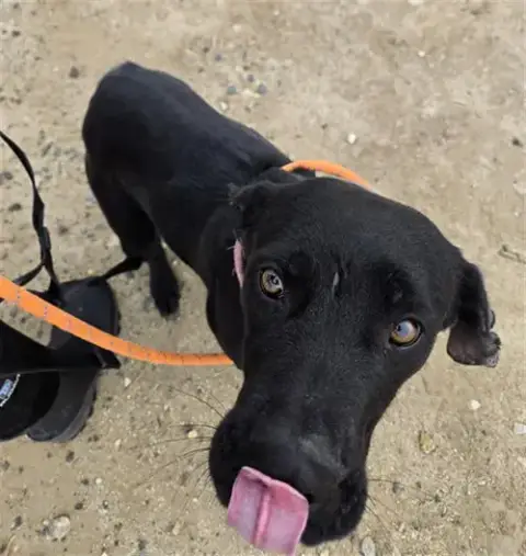 Nala