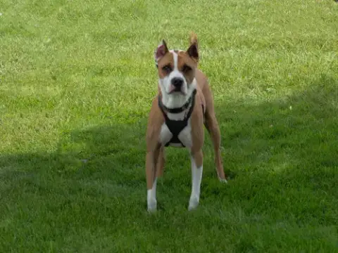 Louie photo 3