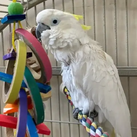 Cyrano