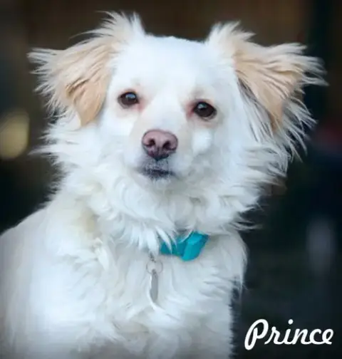 Prince photo 4