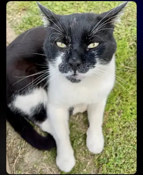 Mr. Mustache
