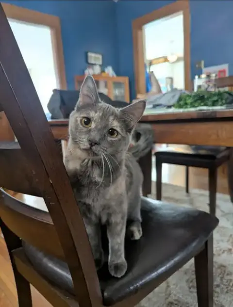 Cloudy(Adoption Fee Sponsored) photo 2