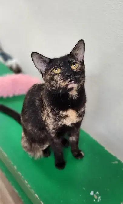 Mom Cat 27594