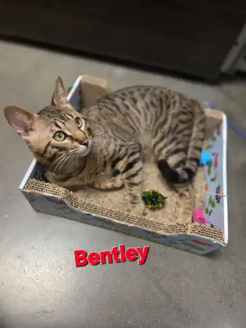Bentley photo 3