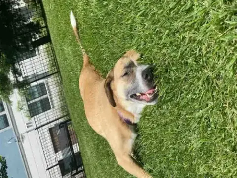 Mia