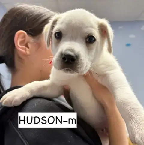 Hudson photo 4