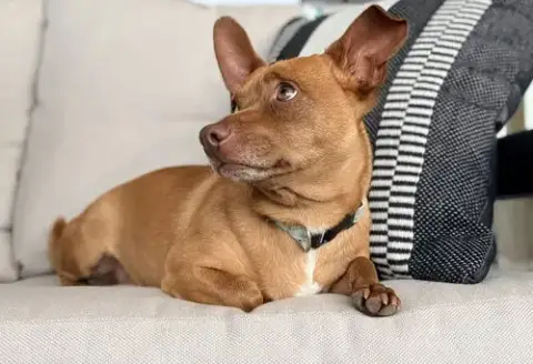 John Wayne Is 13 Lbs. Of Fun photo 4