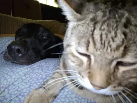Pepper photo 4