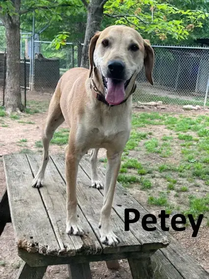 Petey photo 2