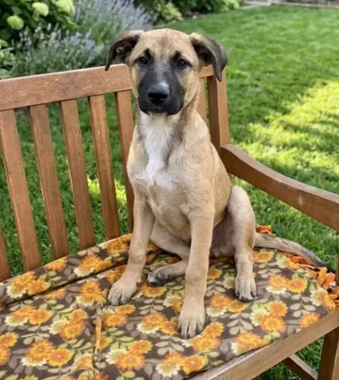 **Cassius**