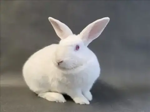 Snowball