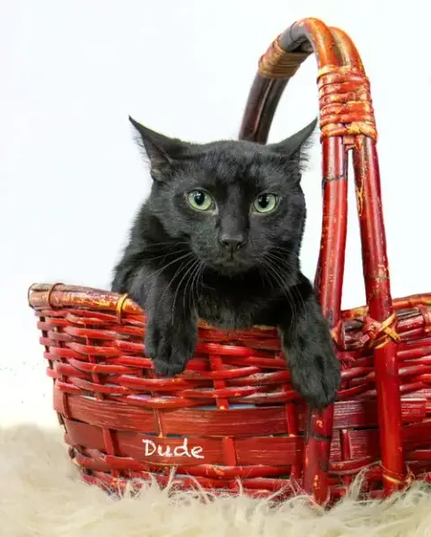 Dude photo 2