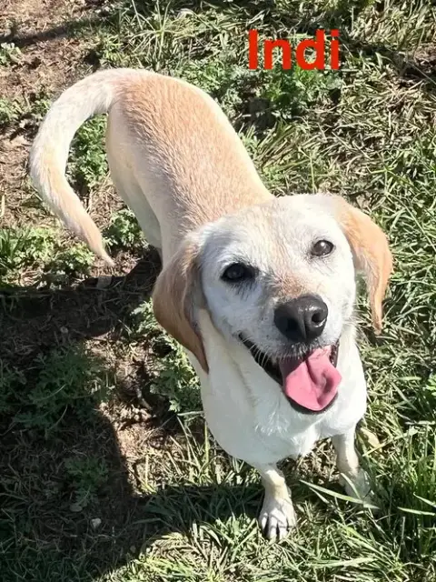 Indi