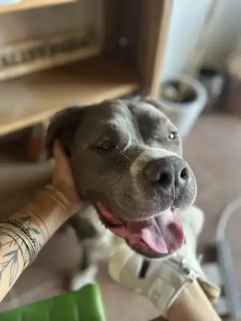 Bubba Bear photo 3