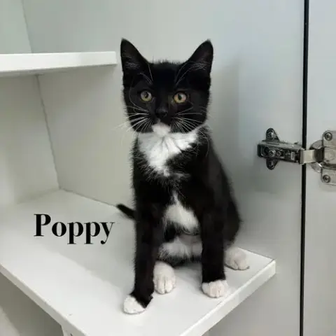 Poppy photo 4