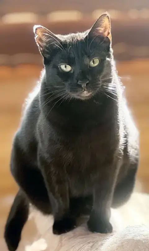 Elvira photo 4