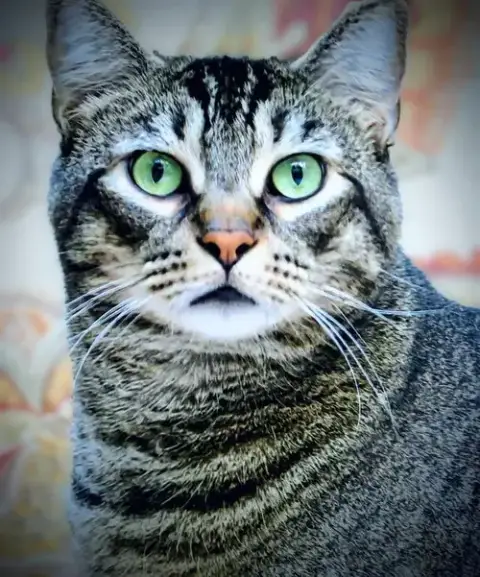 Lou