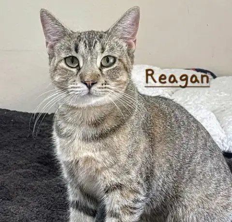 Reagan #Car-Ride-Queen