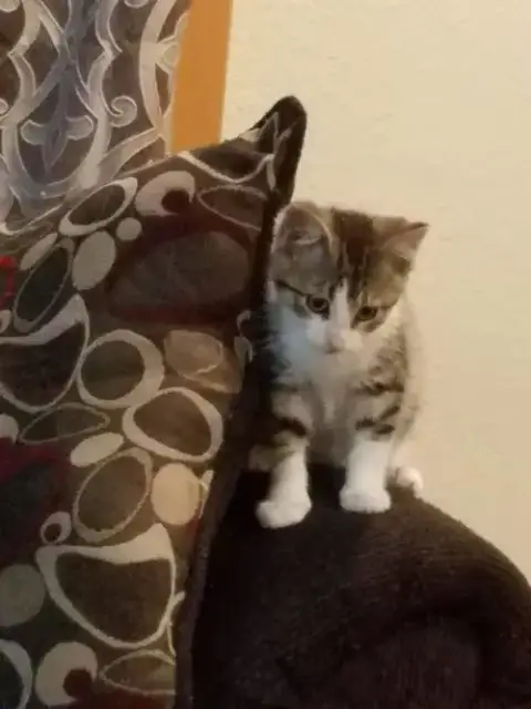 Autumns Little Kitten photo 2