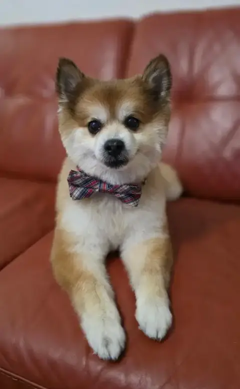 Scooter Adopted