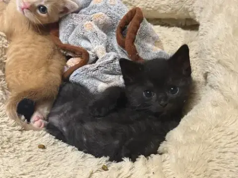 Danger Noodle