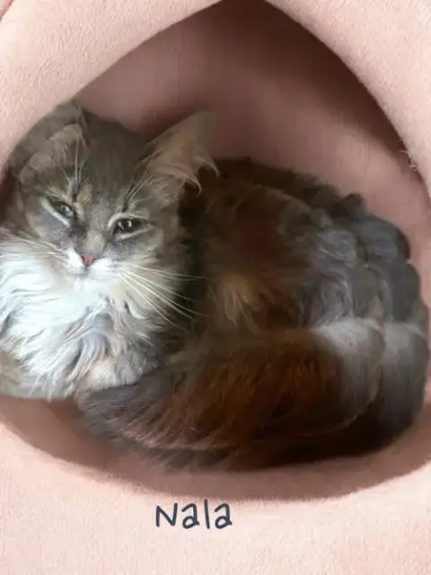 Nala