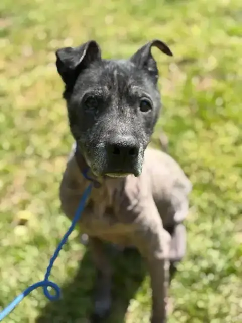 Beau