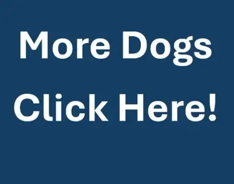 More Dogs