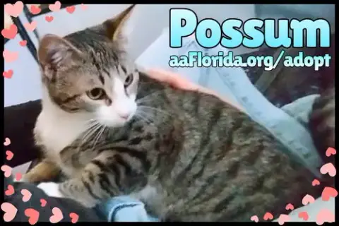 Possum photo 3