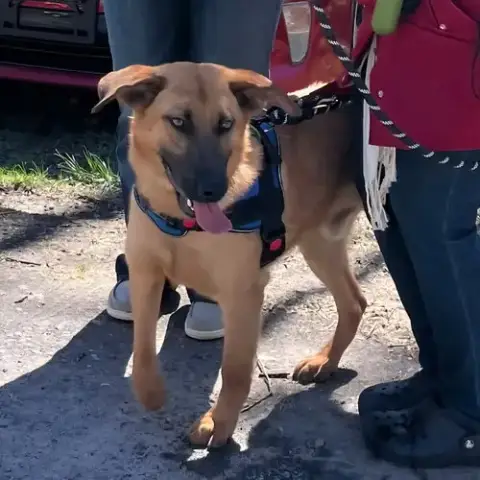 Scooby