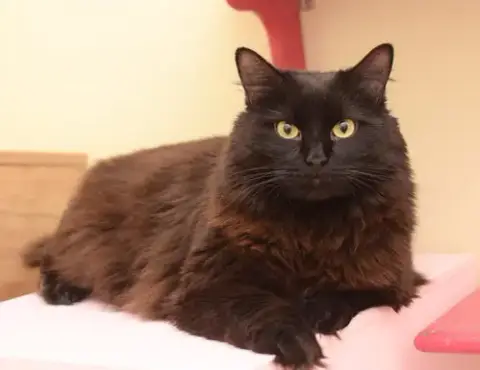 Hera