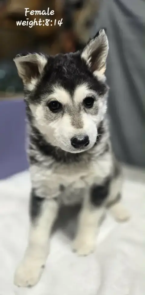 Lily