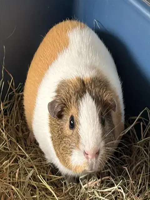 Frankie