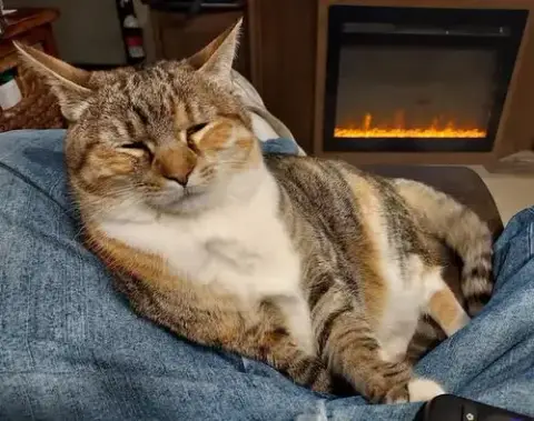 Precious Cuddles