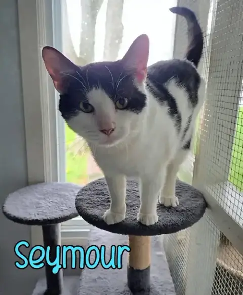 Seymour